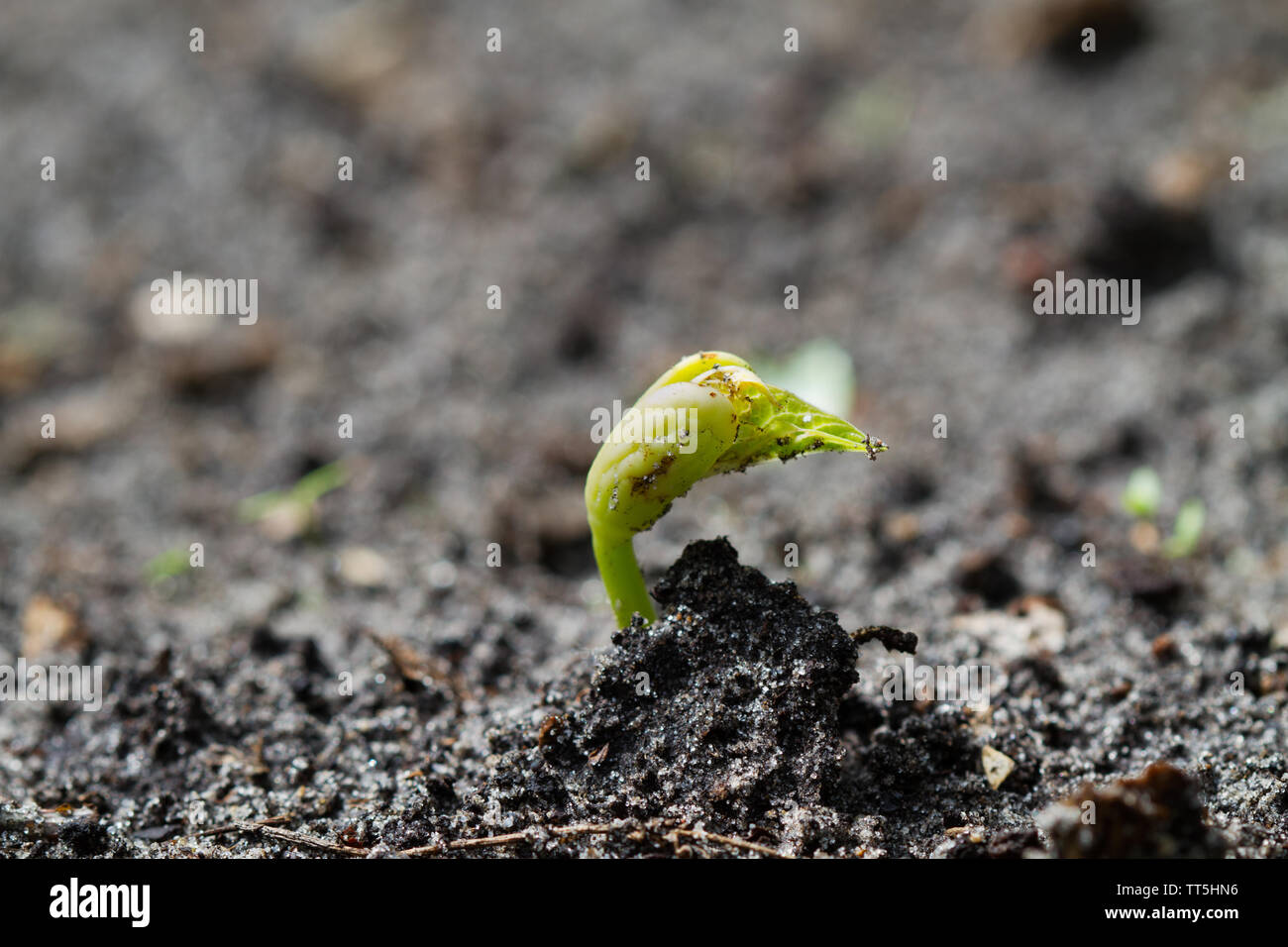 Fagiolo di germinare nel suolo umico Foto Stock