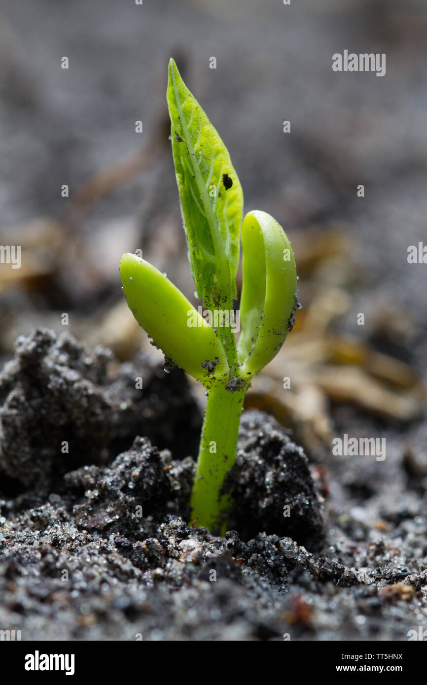 Fagiolo di germinare nel suolo umico Foto Stock