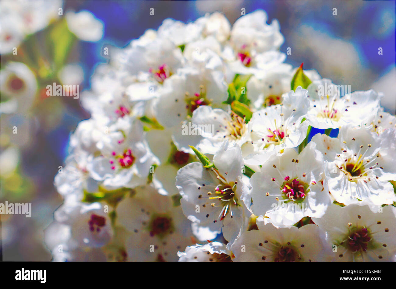 Rosa e Bianco primavera fiori di ciliegio. La splendida natura che mostra off fiori rosa e bianchi. Foto Stock