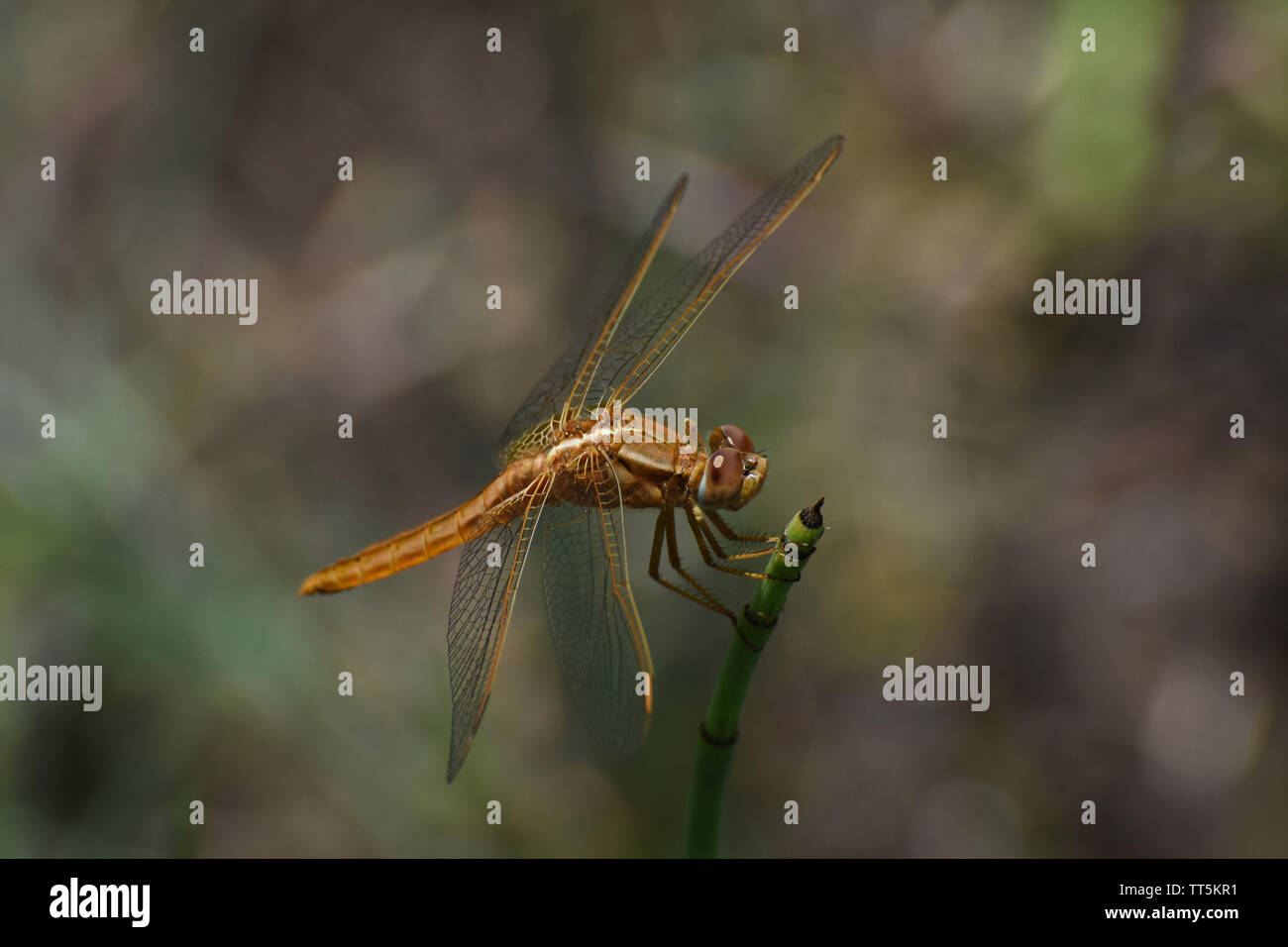 Grande vasta Scarlet Dragonfly (Crocothemis erythraea) su equiseto erba Foto Stock