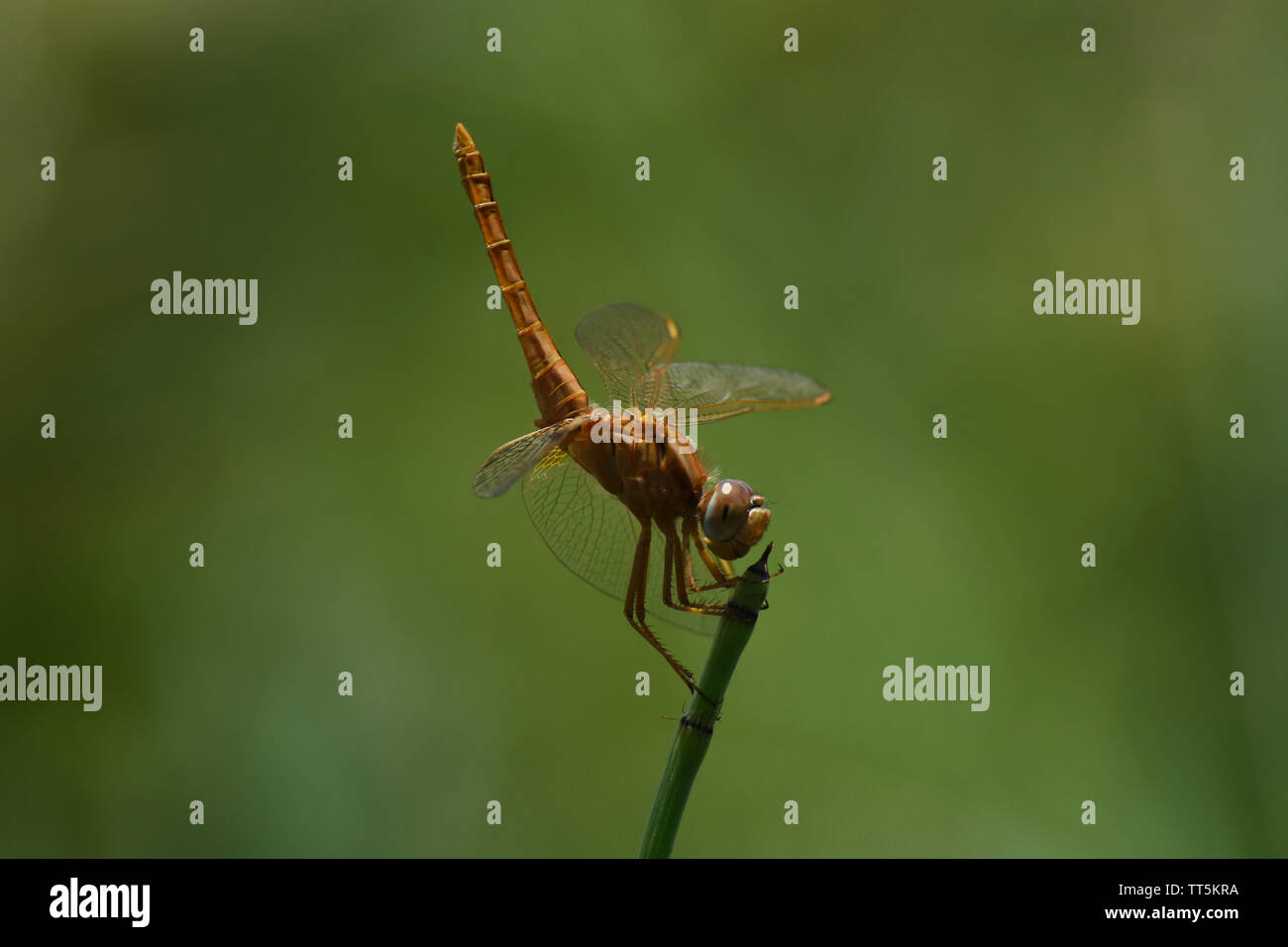 Ampia Scarlet Dragonfly (Crocothemis erythraea) arroccato in alto la coda alla ricerca Foto Stock