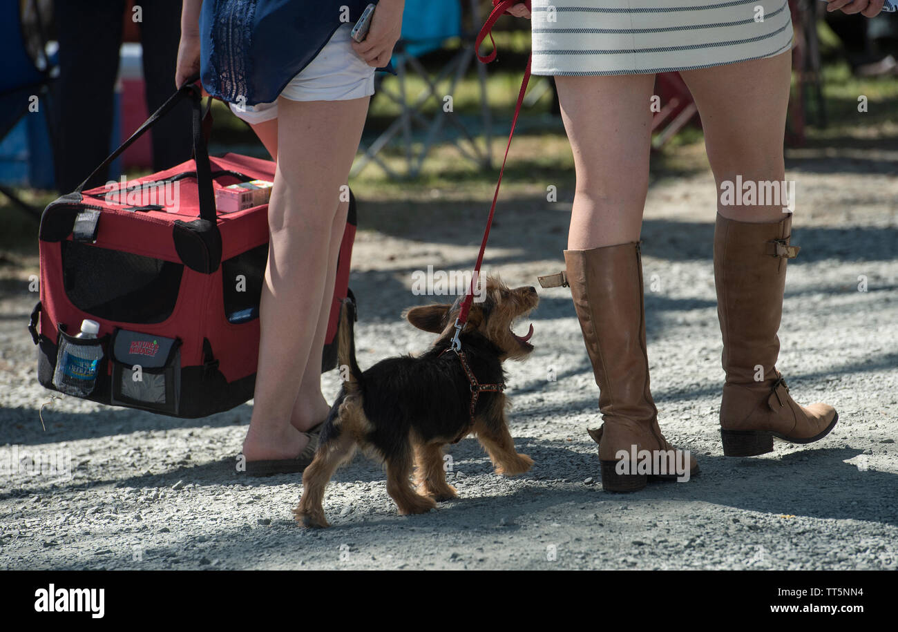 Stati Uniti - 17 Aprile 2016: il cinquantesimo annuale di Loudoun Hunt da punto a punto le gare di domenica, 17 aprile 2016 (foto di Douglas Graham/Loudoun ora) Foto Stock