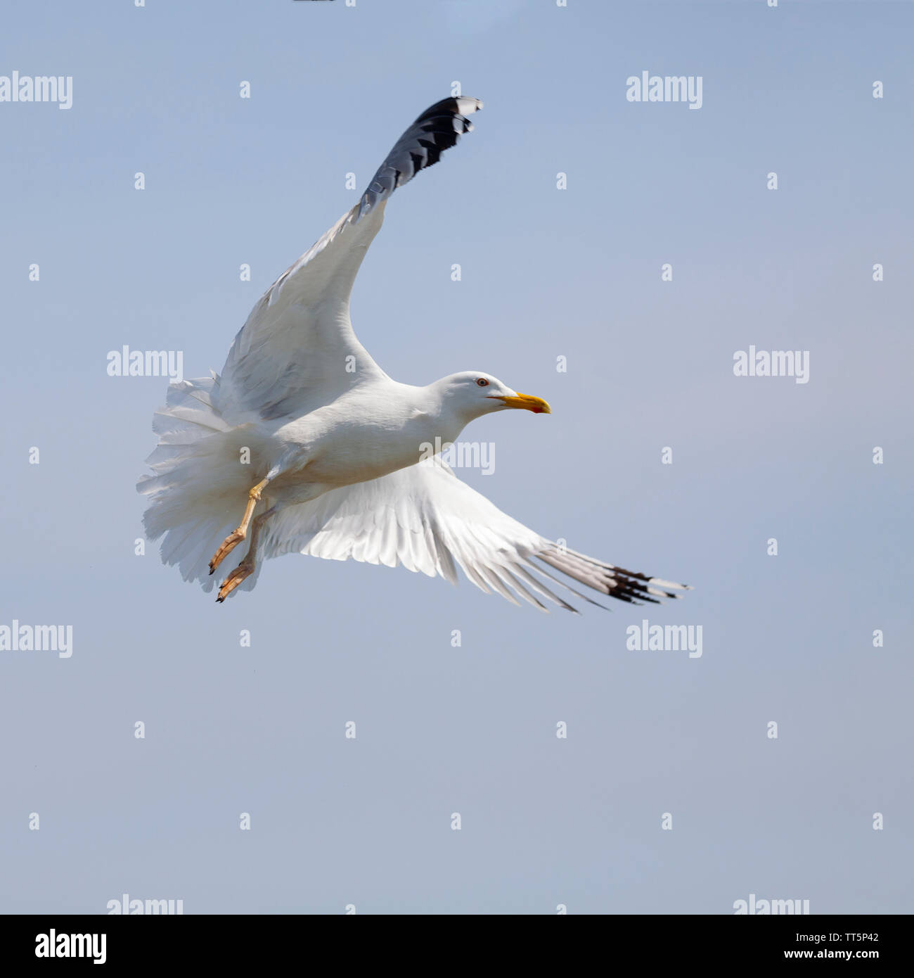 Un Gabbiano del Caspio, Larus cachinnans, volare contro un chiaro, azzurro cielo nel Delta del Danubio Riserva della Biosfera in Romania orientale. Foto Stock