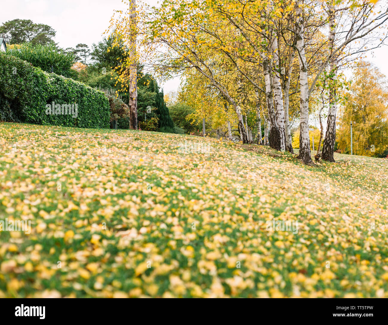 Striscia di natura con più alberi di betulla con foglie di giallo e con foglie di giallo caduti sull'erba verde Foto Stock