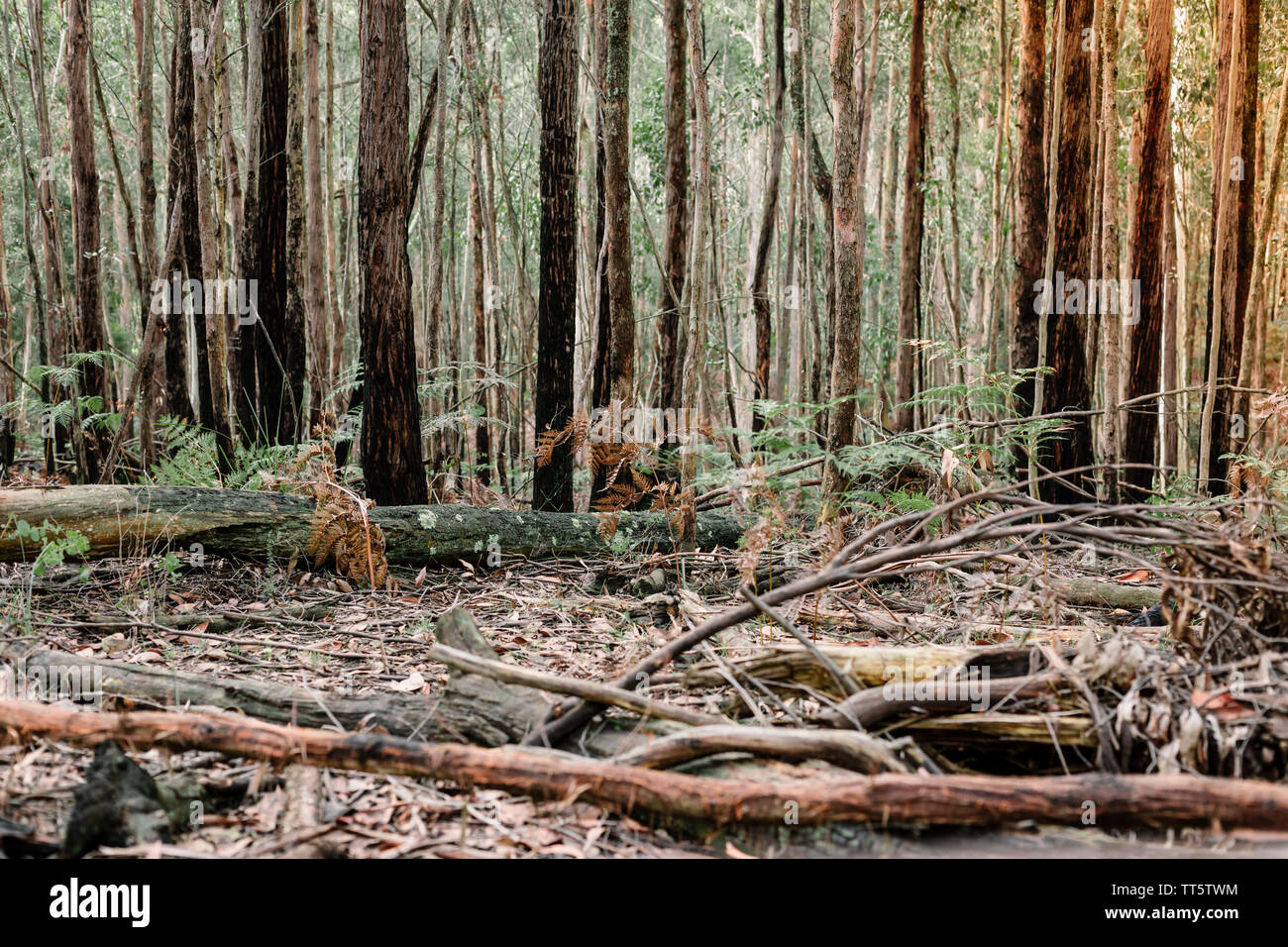 Immagine in un bosco con alberi eretti come pure rotto e il fogliame caduto a terra, con la luce del sole di setting Foto Stock