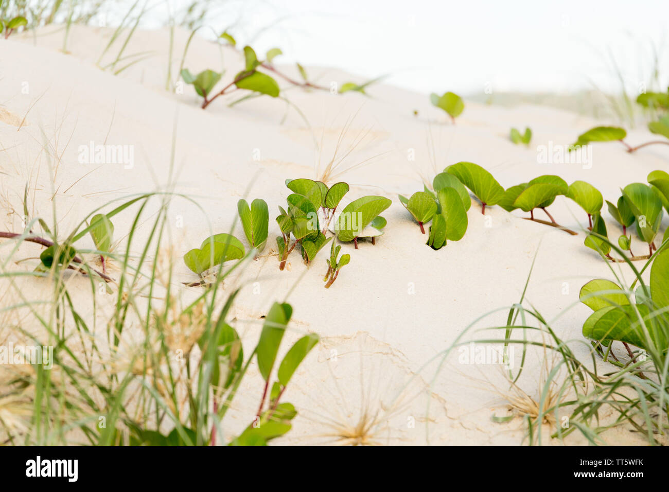 Immagine di dune di sabbia con verde Ferrovia vigna (Ipomoea pes-caprae) che corre lungo la sabbia e praterie Foto Stock