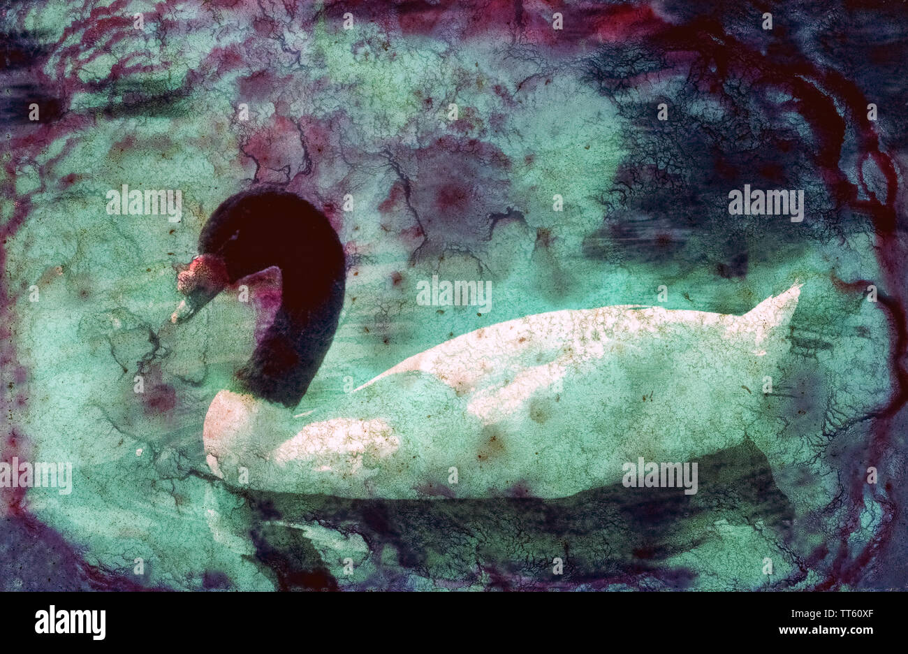 Stampo che si è sviluppata sulla superficie di un 35mm colore trasparenza del film rovinato la fotografia originale di questo waterfowl ma inavvertitamente creato un immagine che è visivamente attraente nel proprio diritto. Mentre questo chiazzato, off-risultato colorato è stato un incidente, alcuni fotografi appositamente manipolare le loro originali immagini fotografiche per renderli più artistico. Spesso questo è ottenuto con un colore o una pellicola in bianco e nero mediante tecniche di esposizione, utilizzando filtri, apportare modifiche con sostanze chimiche o applicazione di sofferenza fisica al film di emulsione di gelatina. Foto Stock