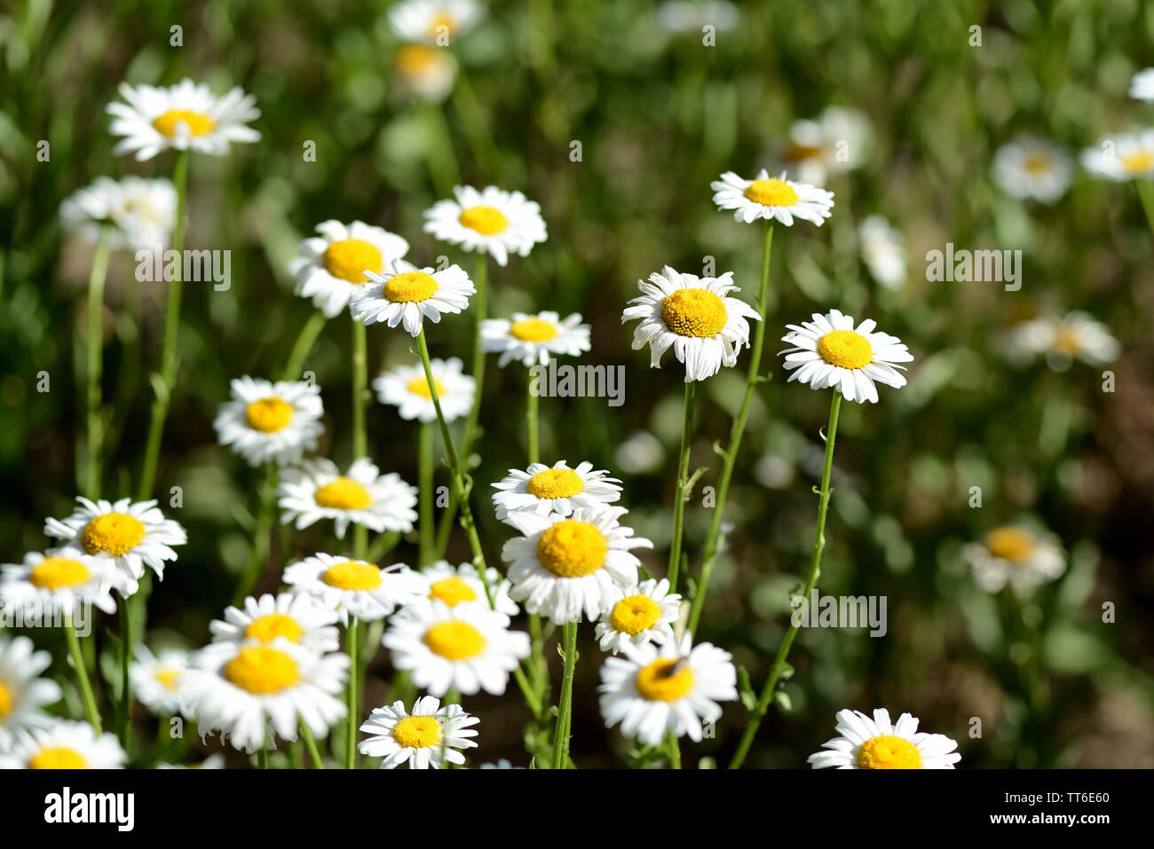 Luminose chamomiles fiore nel giardino estivo close up Foto Stock