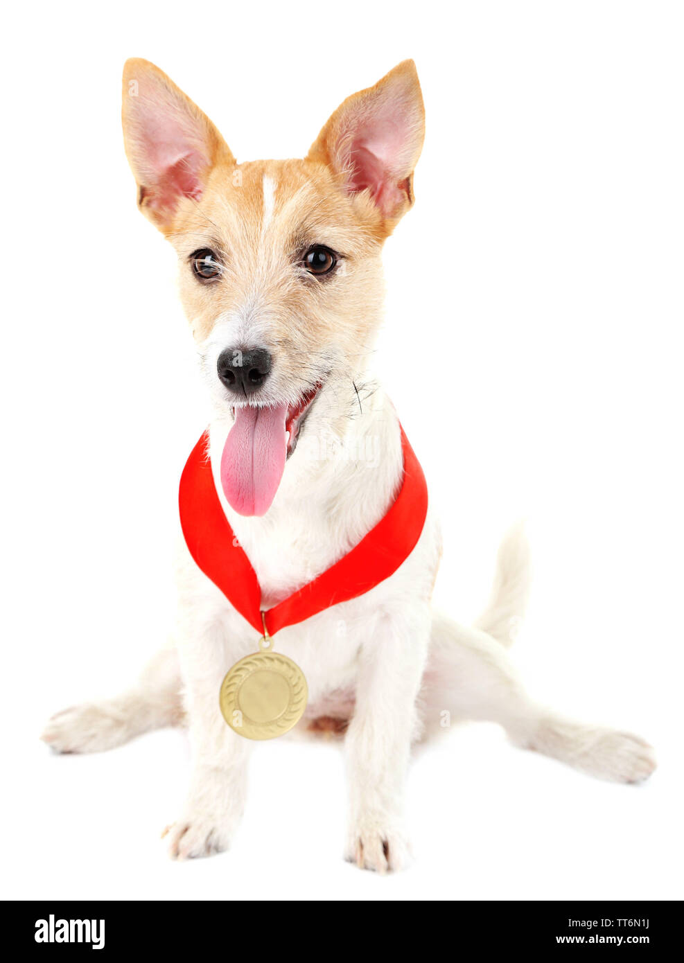 Funny piccolo cane Jack Russell Terrier con oro premio medaglia vincente, isolato su bianco Foto Stock