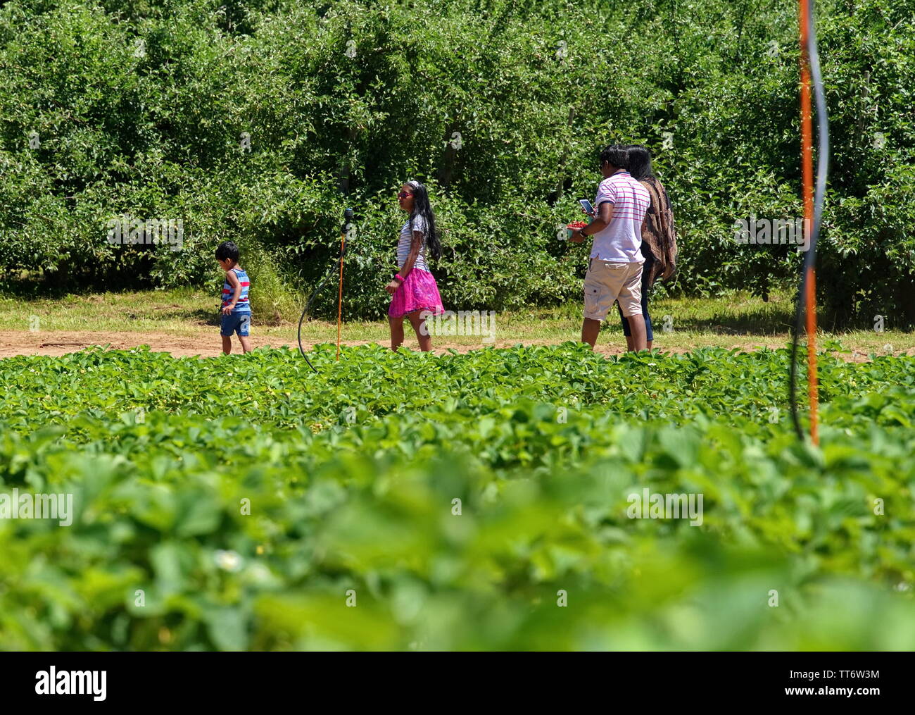 Di middelmark CT, Stati Uniti d'America. Jun 2019. Papà controllo per i messaggi sul suo smertphone come un indiano americano capi famiglia a casa dopo una giornata di fragola. Foto Stock