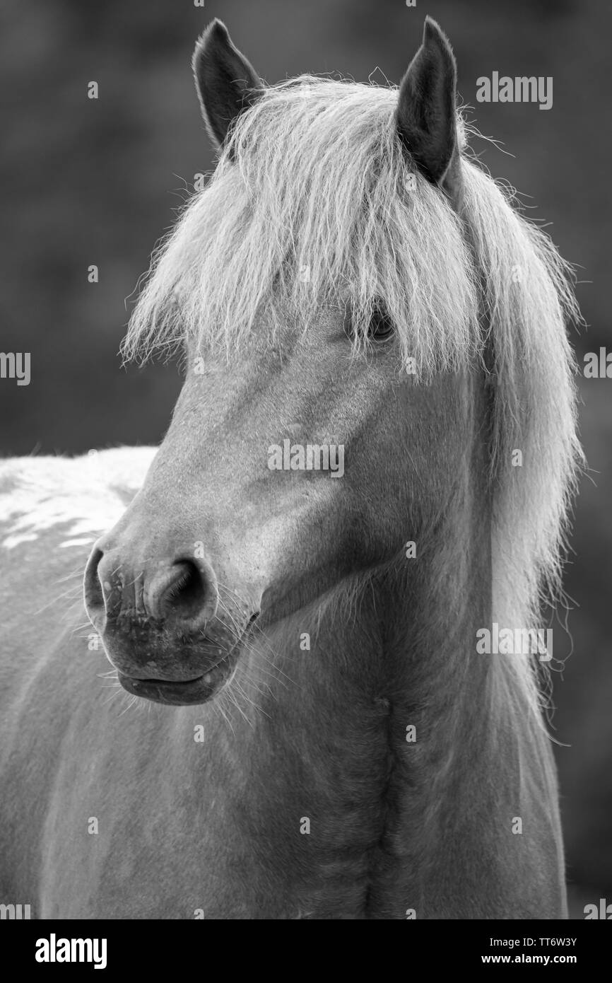 Close-up di marrone a cavallo nelle zone rurali che circondano Foto Stock