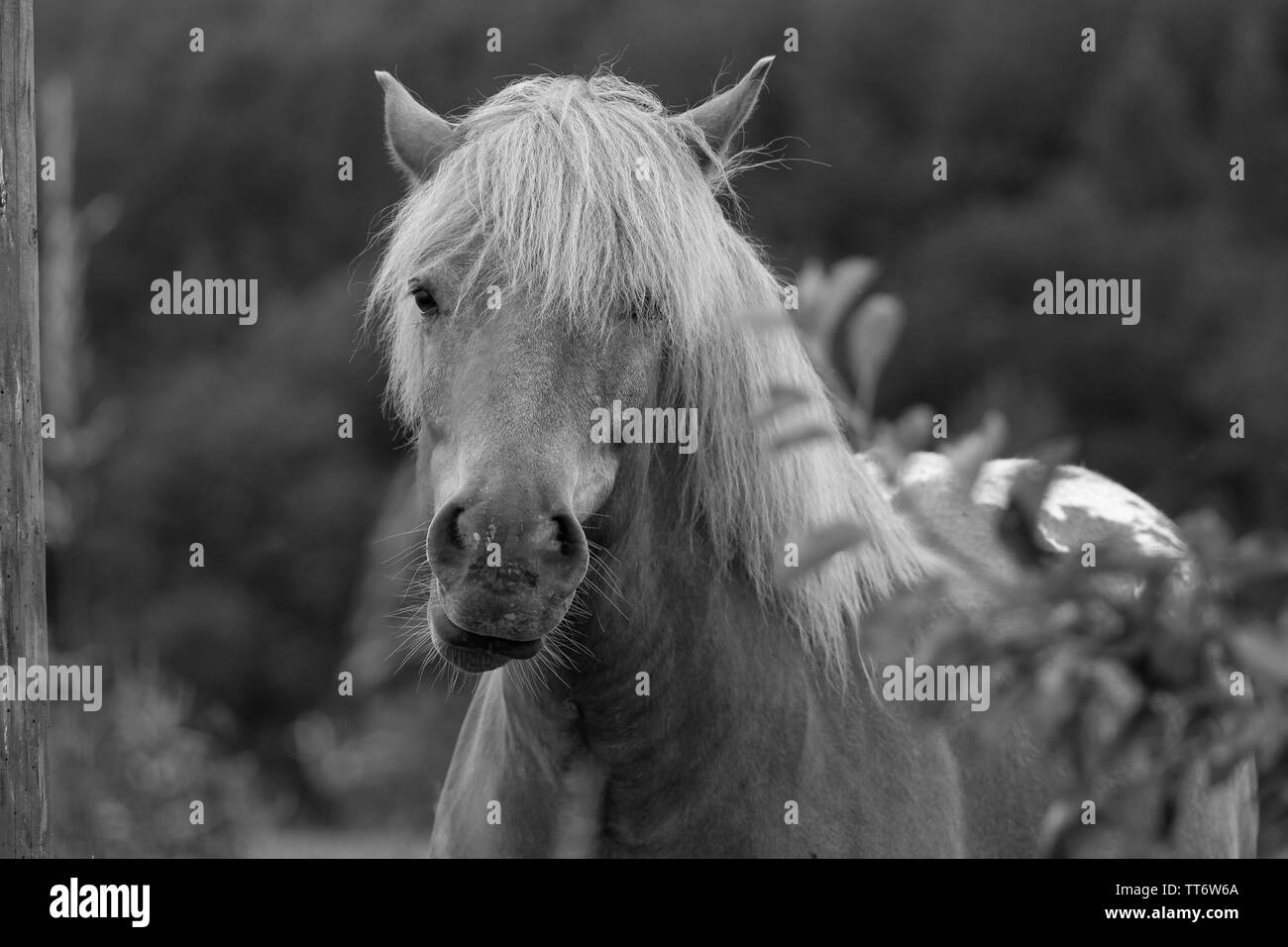 Close-up di marrone a cavallo nelle zone rurali che circondano Foto Stock