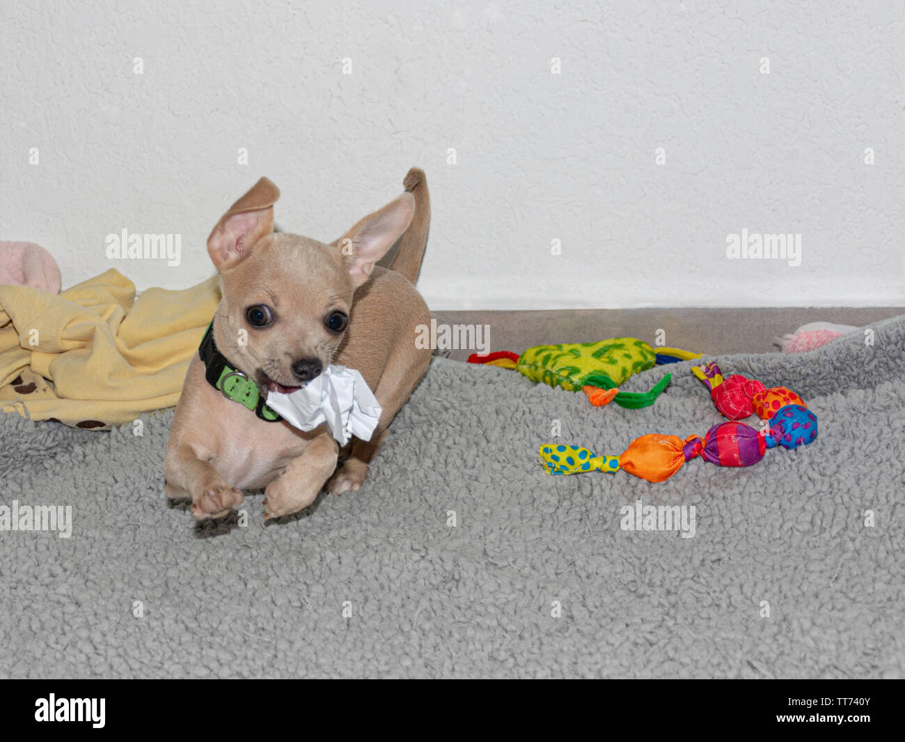 Un beige chihuahua cucciolo giocando con un tampone di carta tra una selezione di altri giocattoli su grigio di una coperta di vello Foto Stock