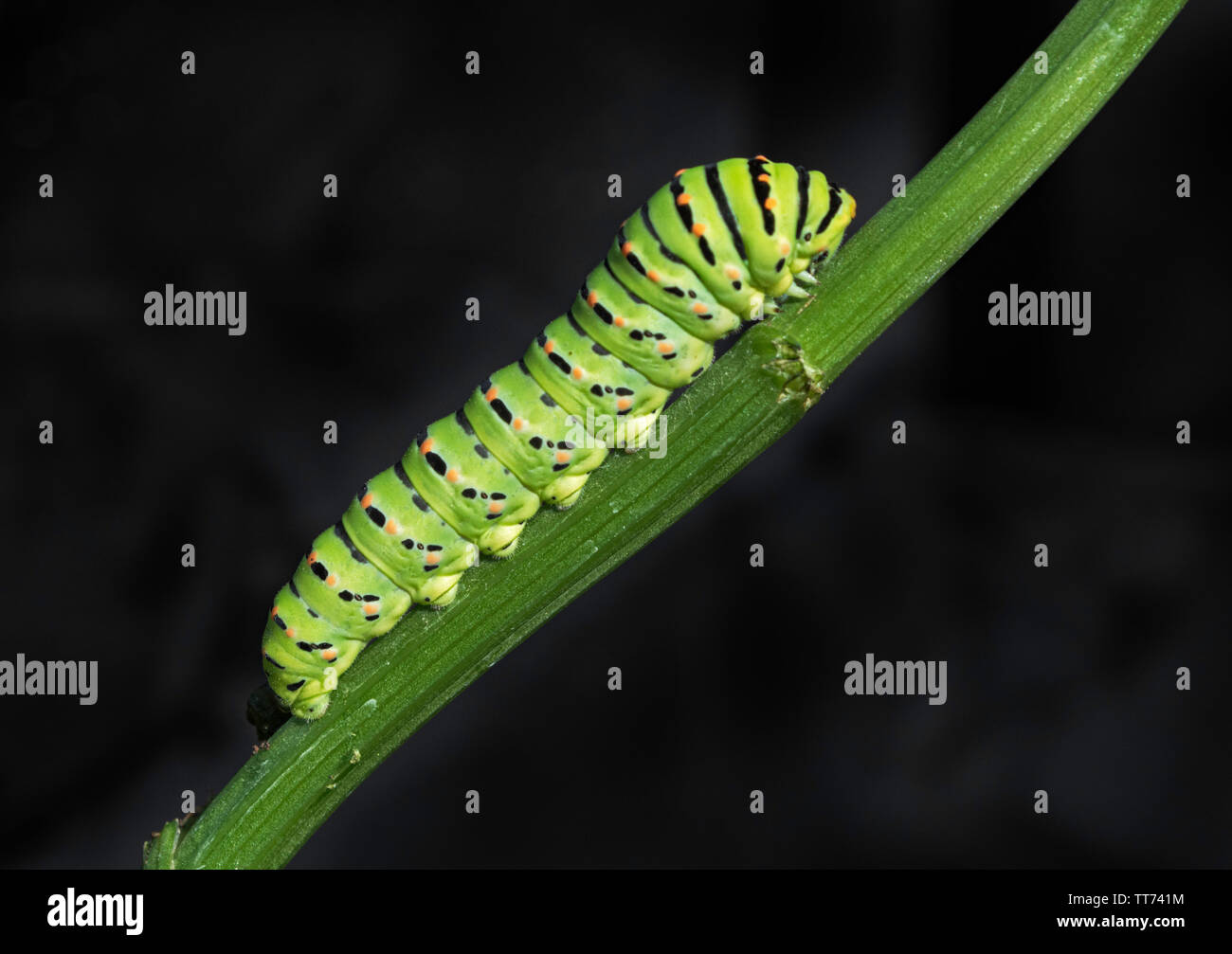 Un vecchio mondo a coda di rondine papilio machaon caterpillar scalata di un sedano verde stelo su uno sfondo nero Foto Stock