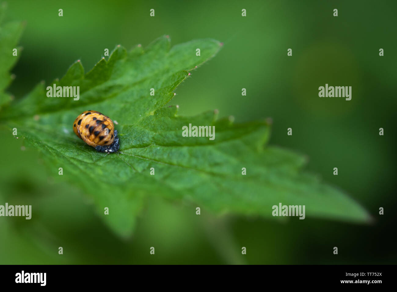 Ladybug pupa. Questa è la terza fase della crescita coccinella. Foto Stock