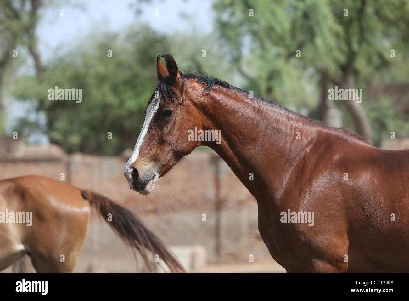 Ritratto di marwari abay mare Foto Stock