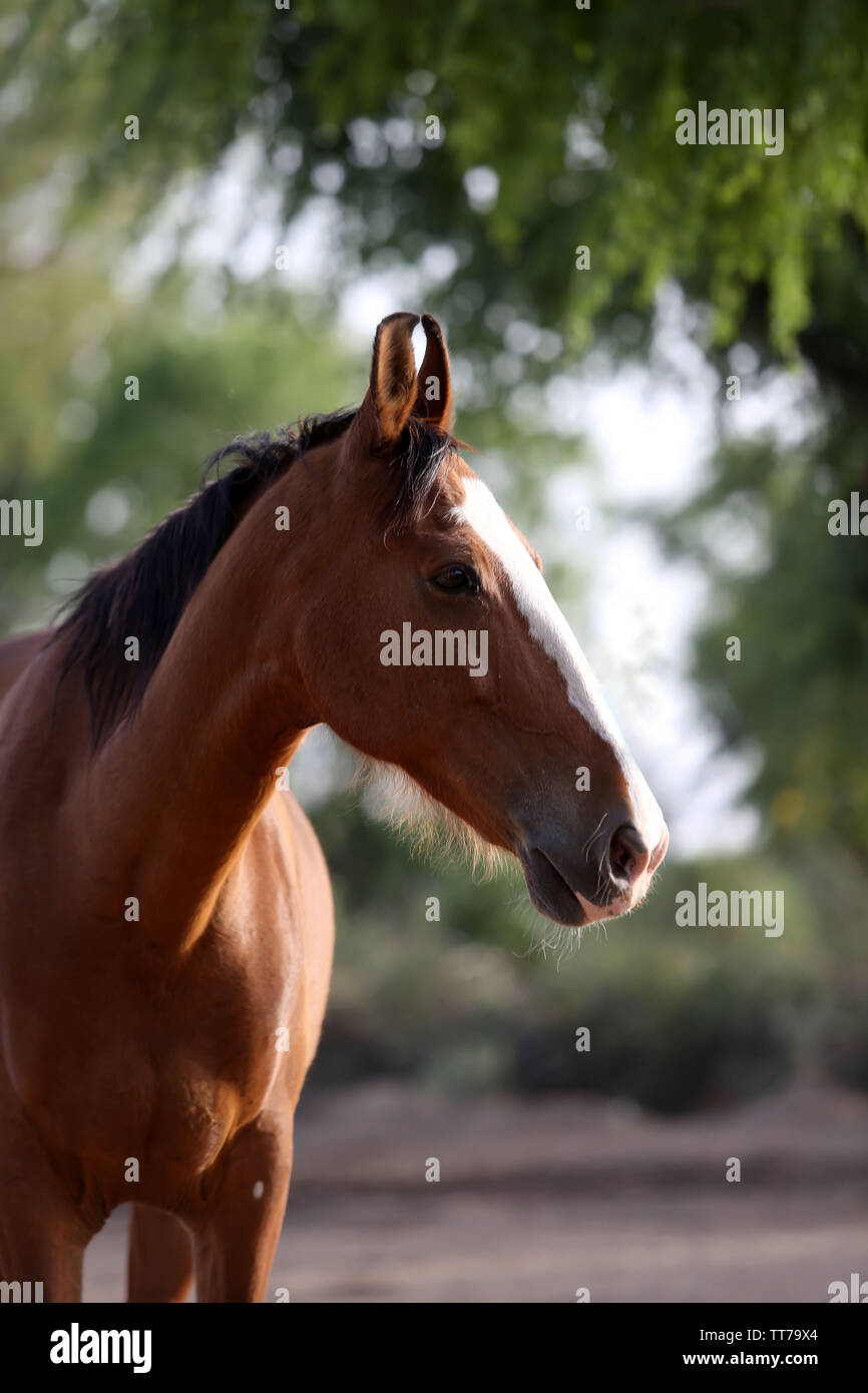 Ritratto di una baia marwari mare Foto Stock