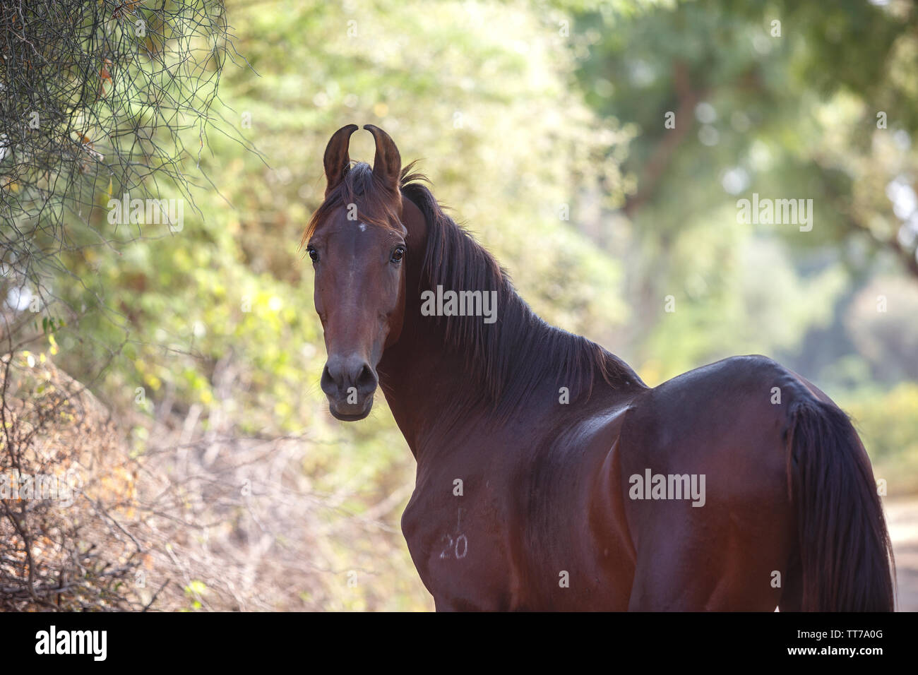 Ritratto di una baia marwari stallone Foto Stock
