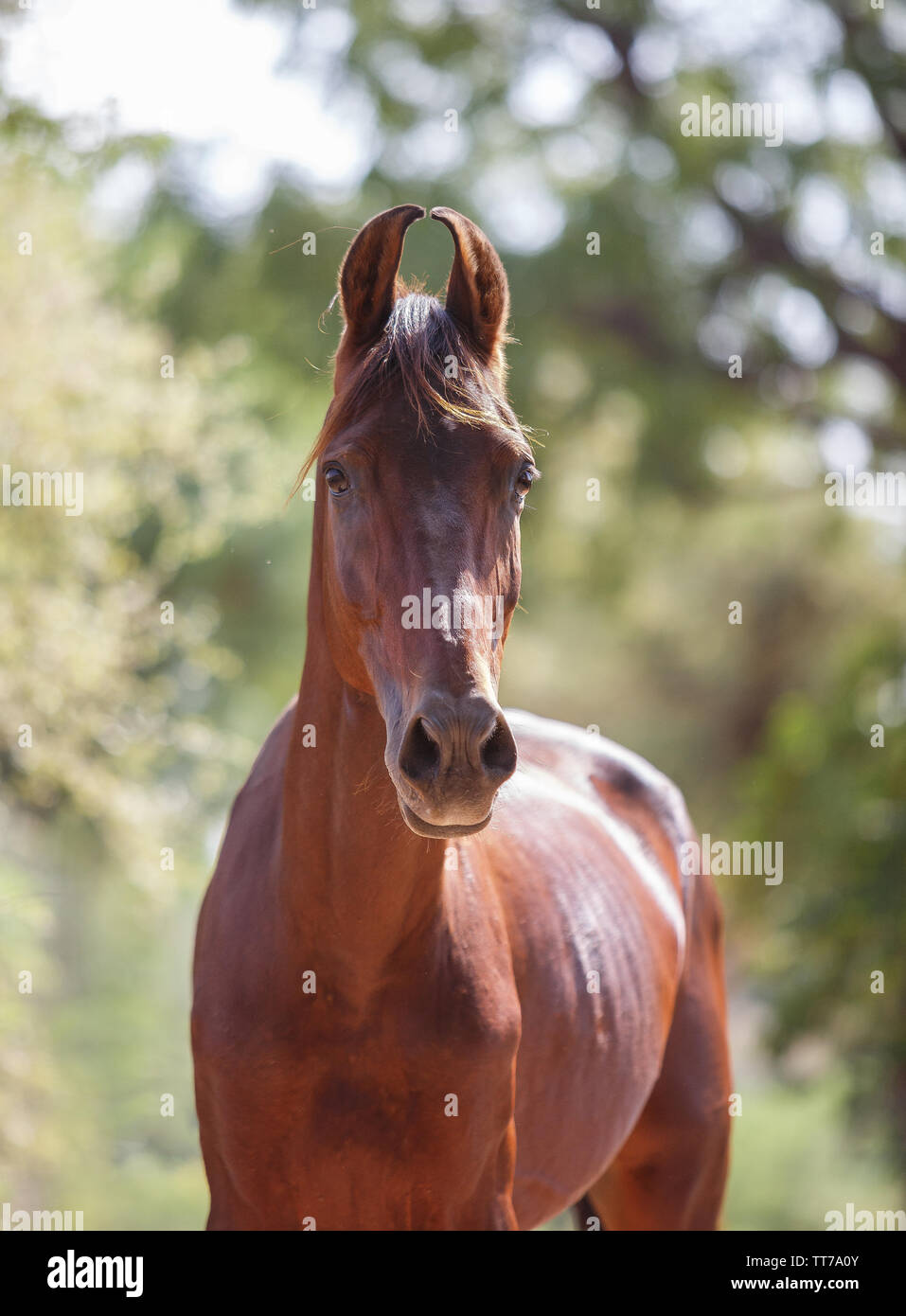 Ritratto di una baia marwari stallone Foto Stock