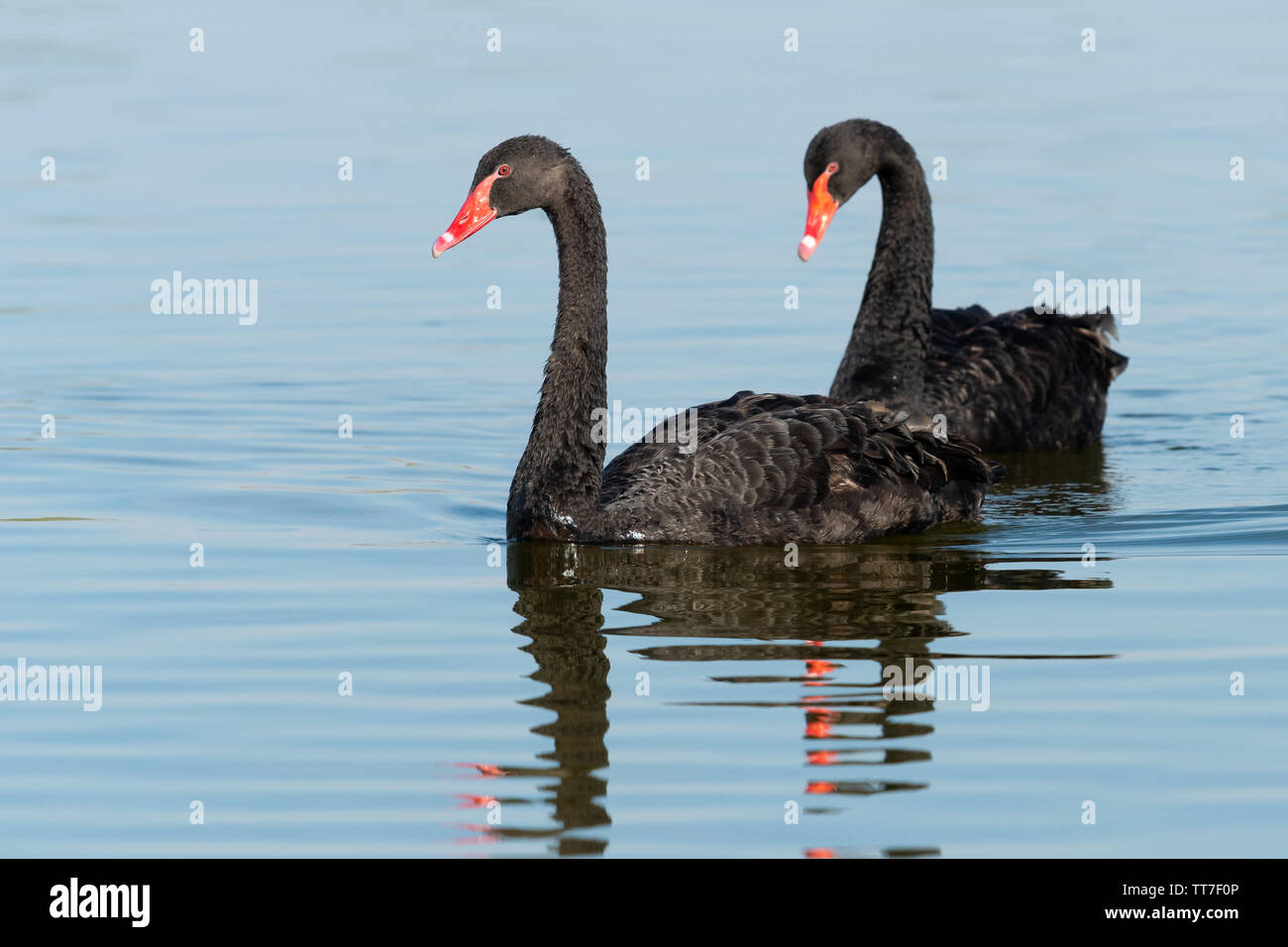 Black Swan (Cygnus atratus) coppia nuoto su Al Qudra lago in Dubai EMIRATI ARABI UNITI Foto Stock