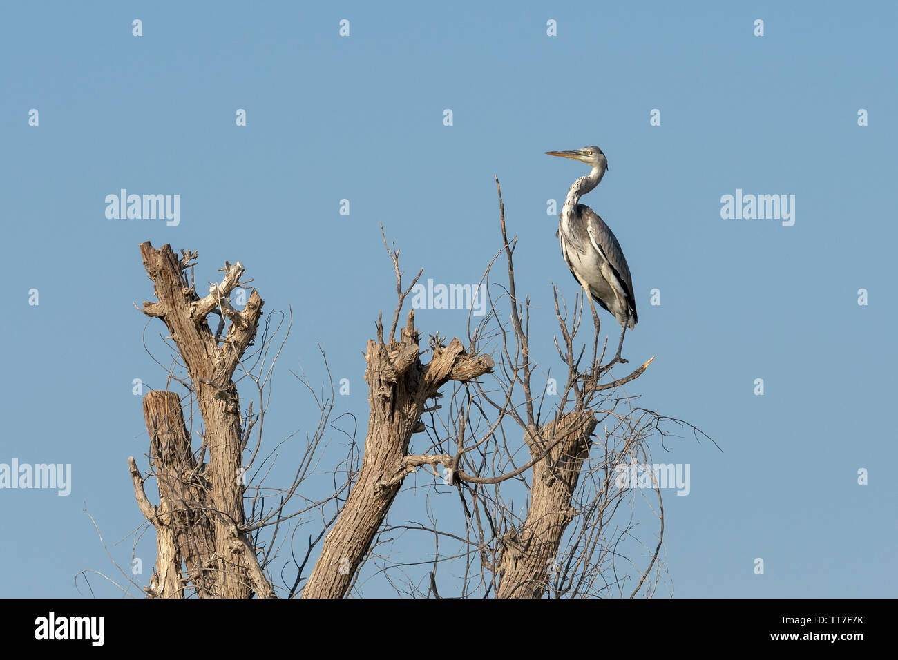 Airone cenerino appollaiato in una struttura ad albero Al Qudra lago in Dubai Emirati Arabi Uniti Foto Stock