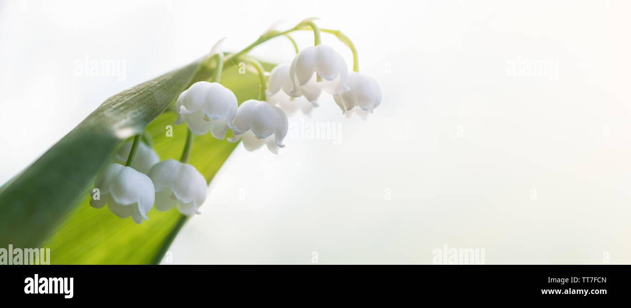 Bel fiore bianco del giglio della valle di blumi in campo contro il cielo luminoso. Orizzontale fotografia macro Foto Stock