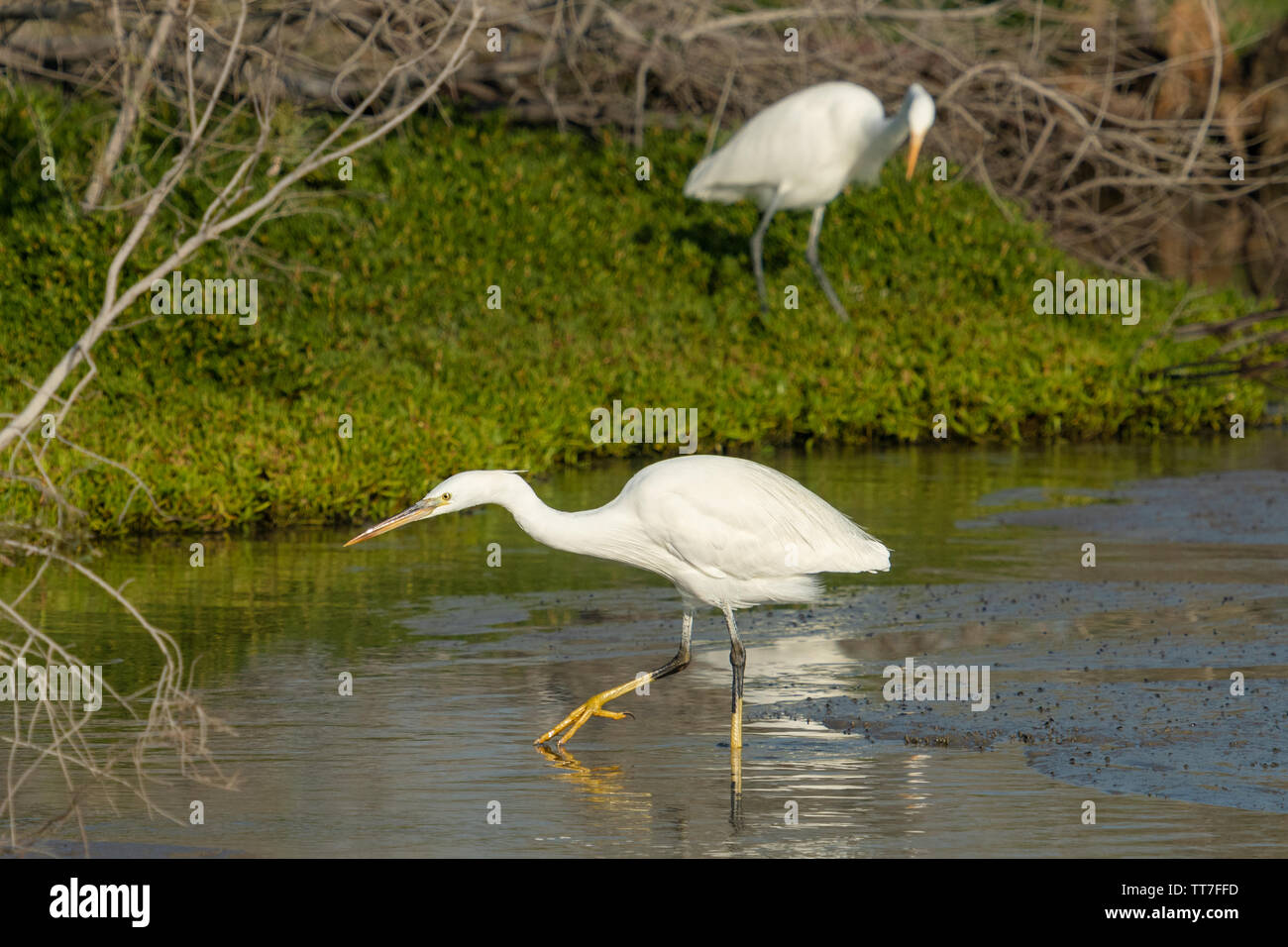 Garzetta intermedia, mediano garzetta, minore garzetta, o giallo-fatturati garzetta (Ardea intermedia) è una di medie dimensioni heron Foto Stock