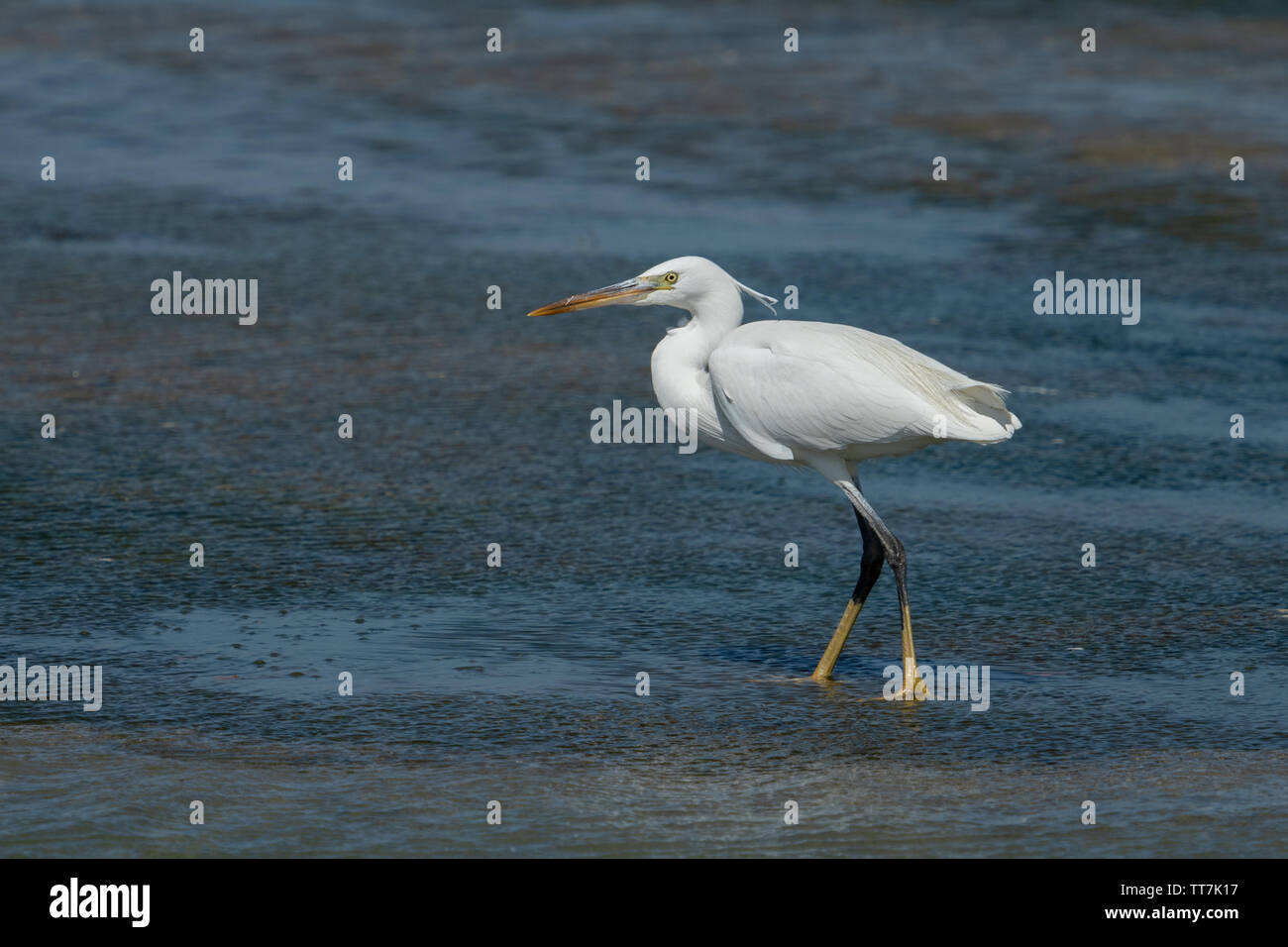 Garzetta intermedia, mediano garzetta, minore garzetta, o giallo-fatturati garzetta (Ardea intermedia) è una di medie dimensioni heron Foto Stock