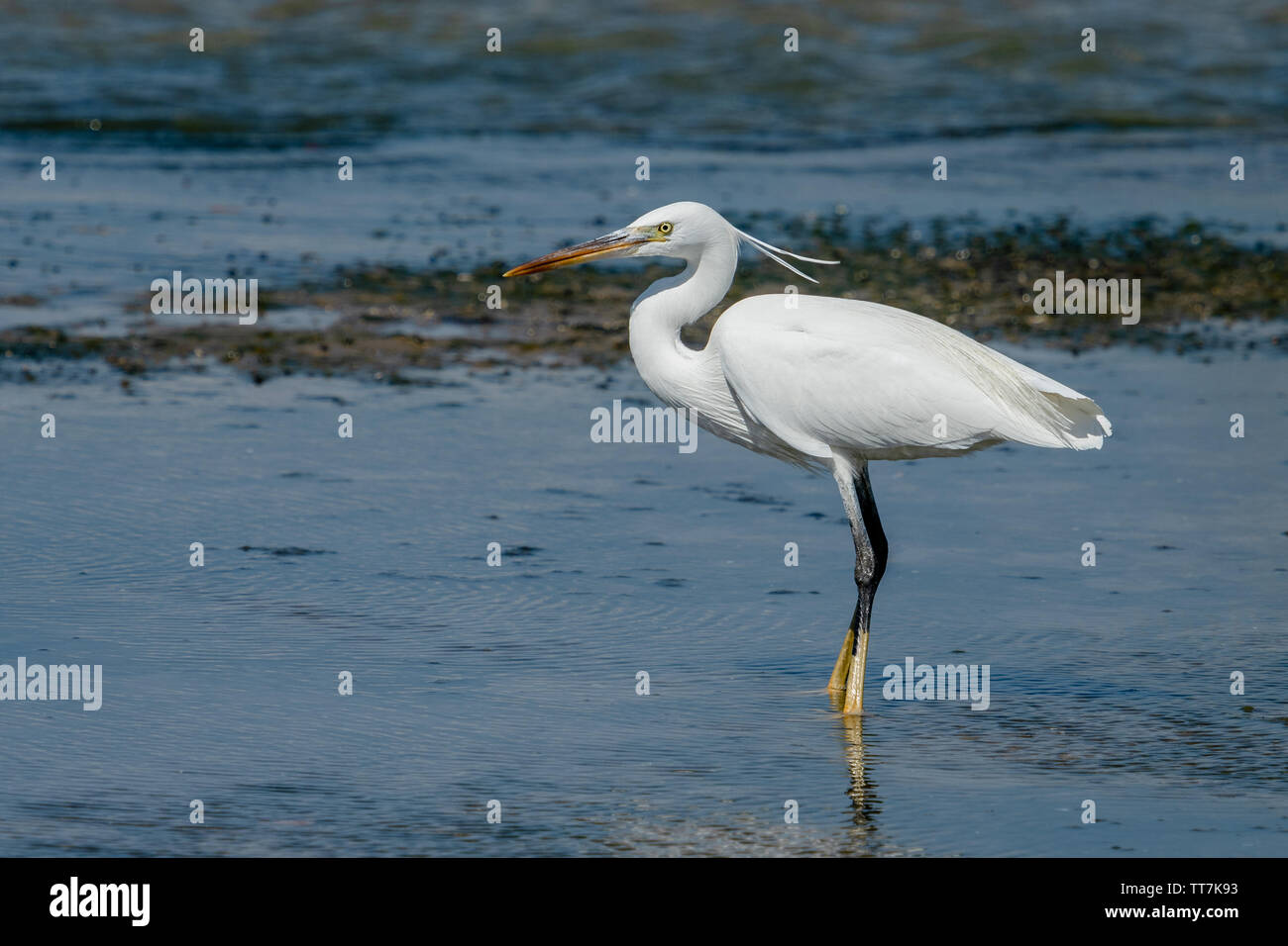 Garzetta intermedia, mediano garzetta, minore garzetta, o giallo-fatturati garzetta (Ardea intermedia) è una di medie dimensioni heron Foto Stock