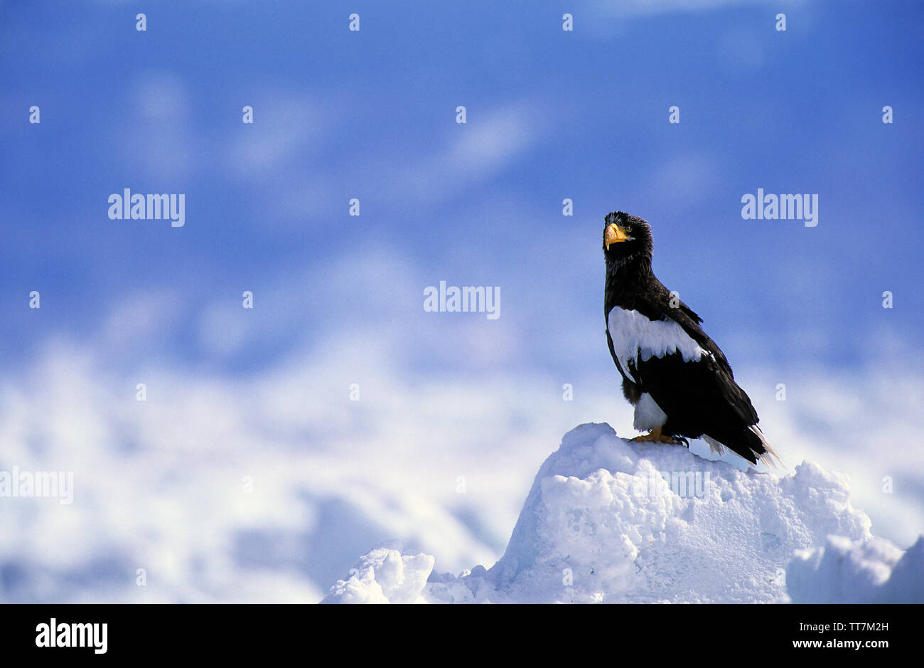 Steller's Sea Eagle, (Haliaeetus pelagicus), penisola di Shiretoko, Hokkaido, Giappone Foto Stock