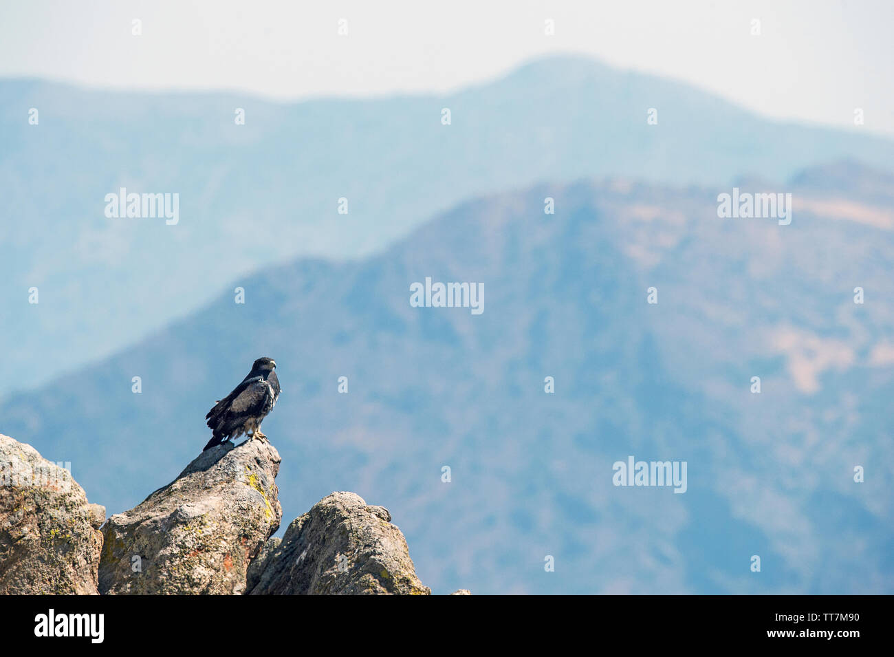 Nero-chested poiana-eagle (Geranoaetus melanoleucus) Foto Stock