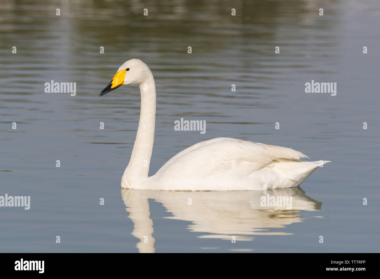 Whooper swan (Cygnus cygnus) è un grande Emisfero Settentrionale swan su Al Qudra lago artificiale a Dubai Foto Stock