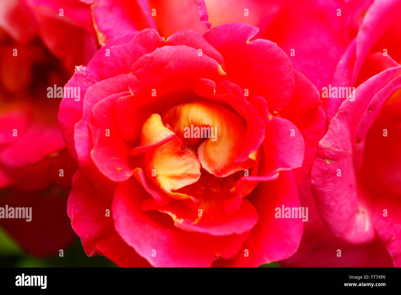 Red rose rampicanti, sfondo scuro, Germania Foto Stock