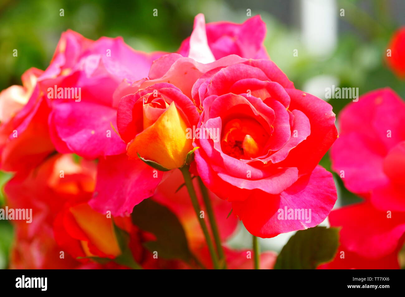 Red rose rampicanti, sfondo scuro, Germania Foto Stock