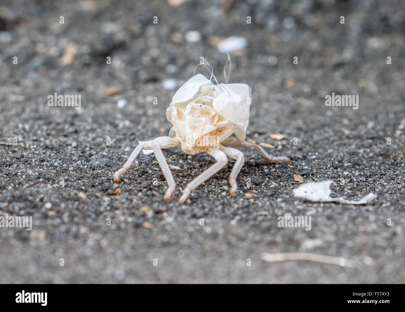 Esoscheletro degli insetti tropicali in Vietnam, vista macro. Foto Stock