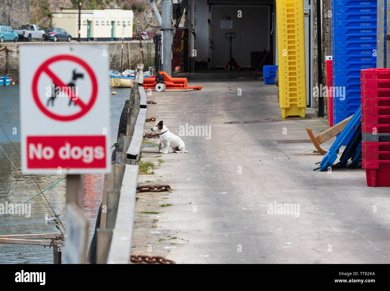 Cane aspettando pazientemente per il proprietario di tornare dal viaggio di pesca, nonostante "no cani " Accedi Mevagissey porto. Foto Stock