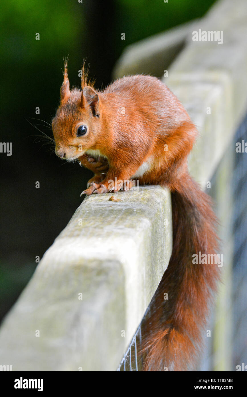 Scoiattolo rosso sul corrimano Foto Stock