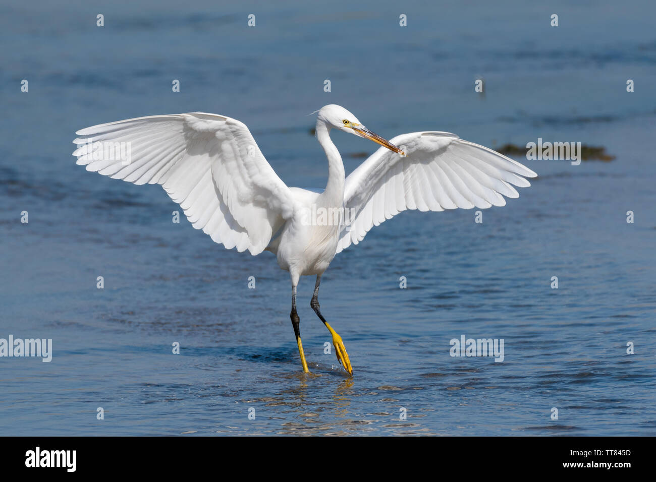 Garzetta intermedia, mediano garzetta, minore garzetta, o giallo-fatturati garzetta (Ardea intermedia) è una di medie dimensioni heron Foto Stock