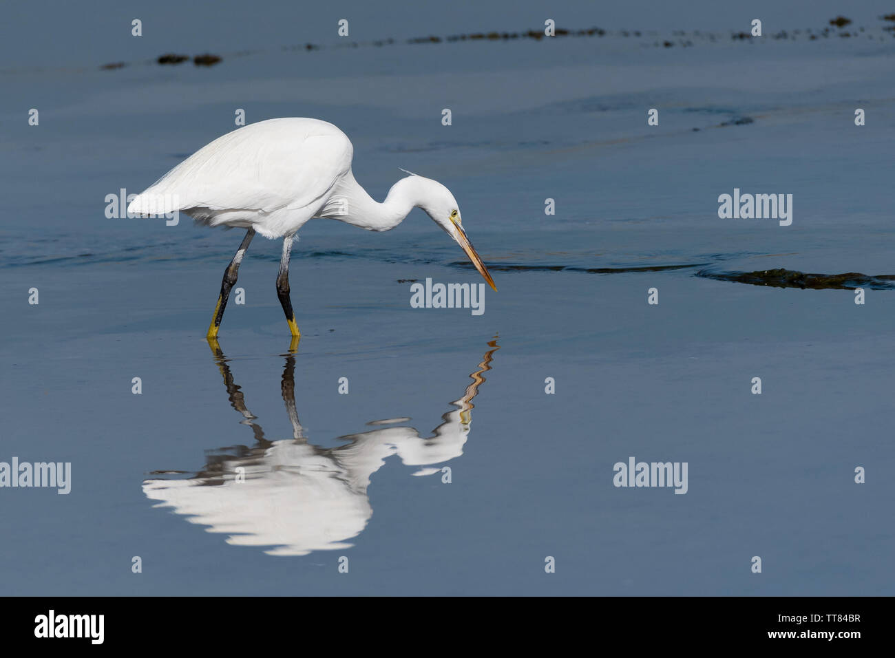Garzetta intermedia, mediano garzetta, minore garzetta, o giallo-fatturati garzetta (Ardea intermedia) è una di medie dimensioni heron Foto Stock