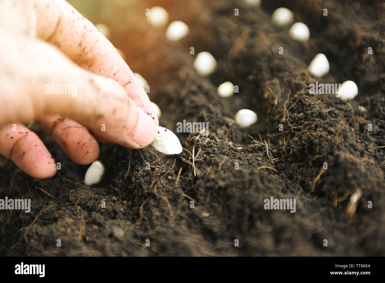 La mano di piantare i semi di zucca sul terreno in un orto agricoltura /  Giardinaggio concetto - close up , il fuoco selettivo Foto stock - Alamy