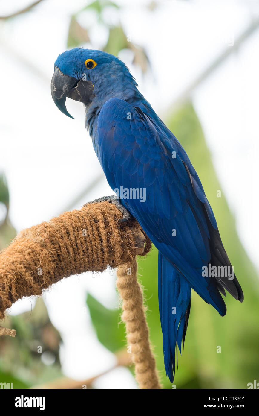 Ara Giacinto o hyacinthine macaw, è un pappagallo nativi a Centrale e Orientale del Sud America Foto Stock