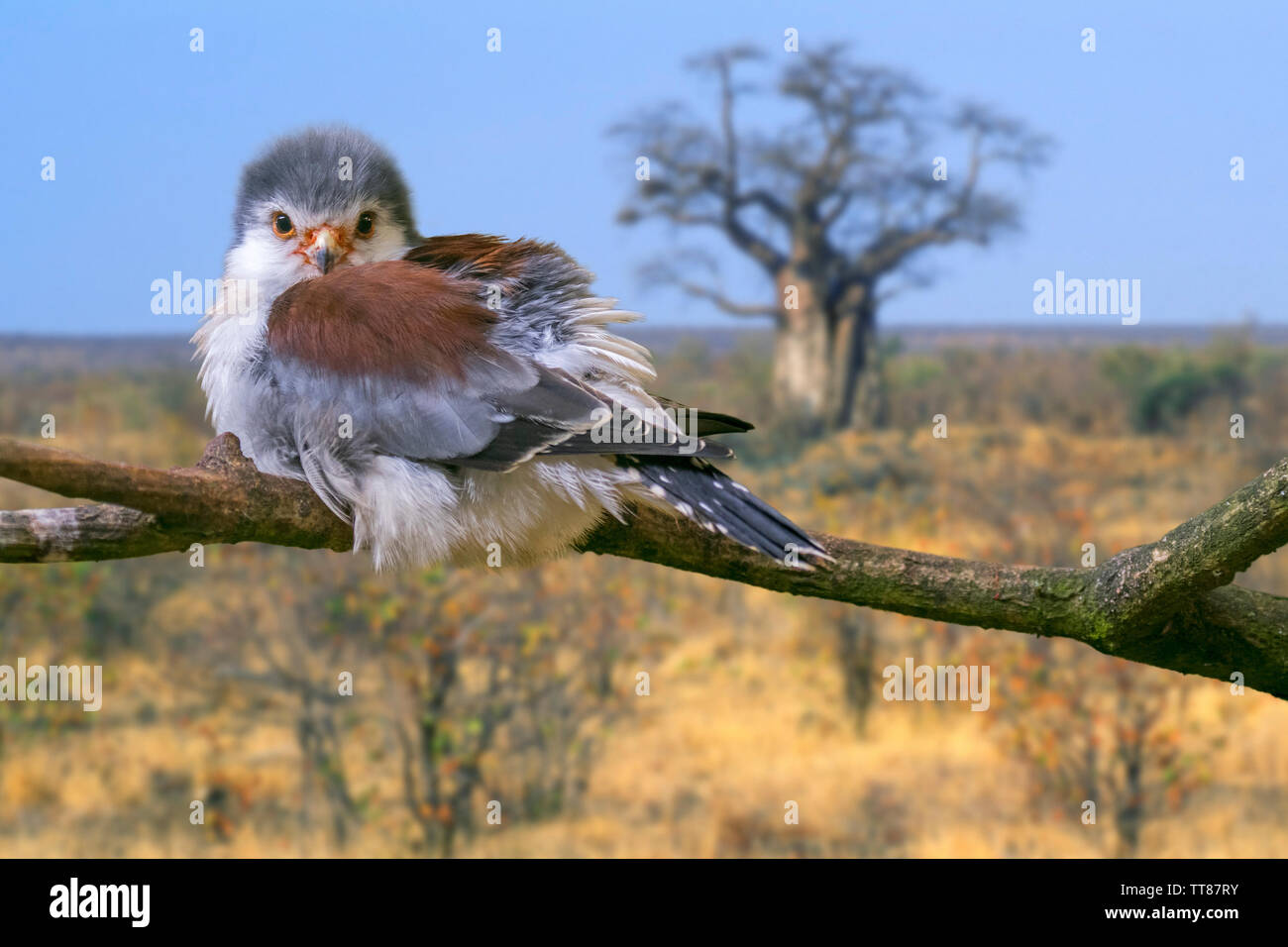 Nana africana falcon (Polihierax semitorquatus) femmina arroccato nella struttura ad albero, nativo per l'Africa orientale e australe Foto Stock