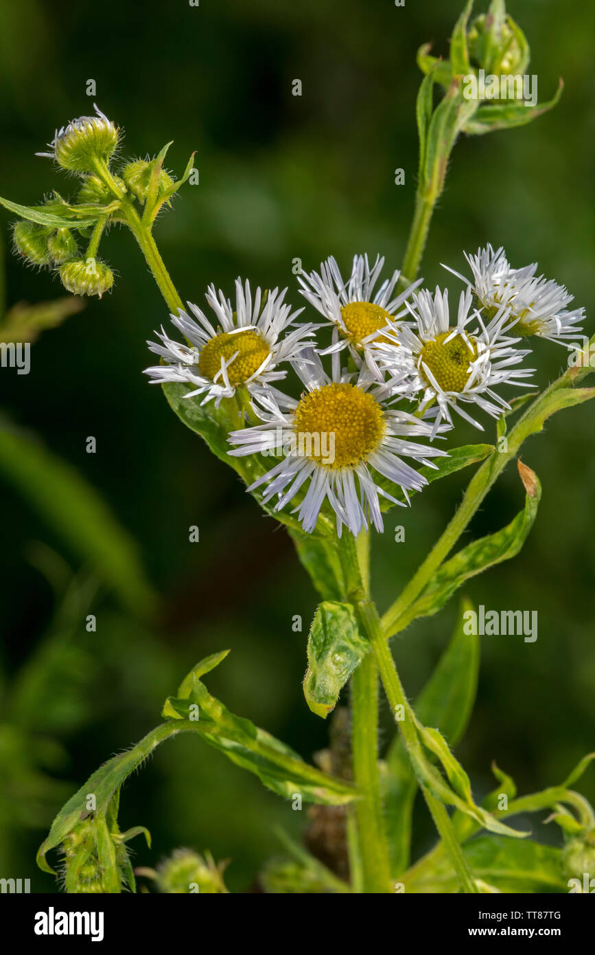 Fleabane annuale / Eastern daisy fleabane (Erigeron annuus / Aster annuus) in fiore Foto Stock