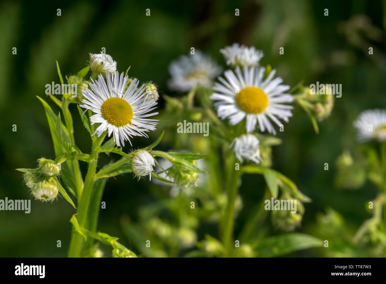 Fleabane annuale / Eastern daisy fleabane (Erigeron annuus / Aster annuus) in fiore Foto Stock