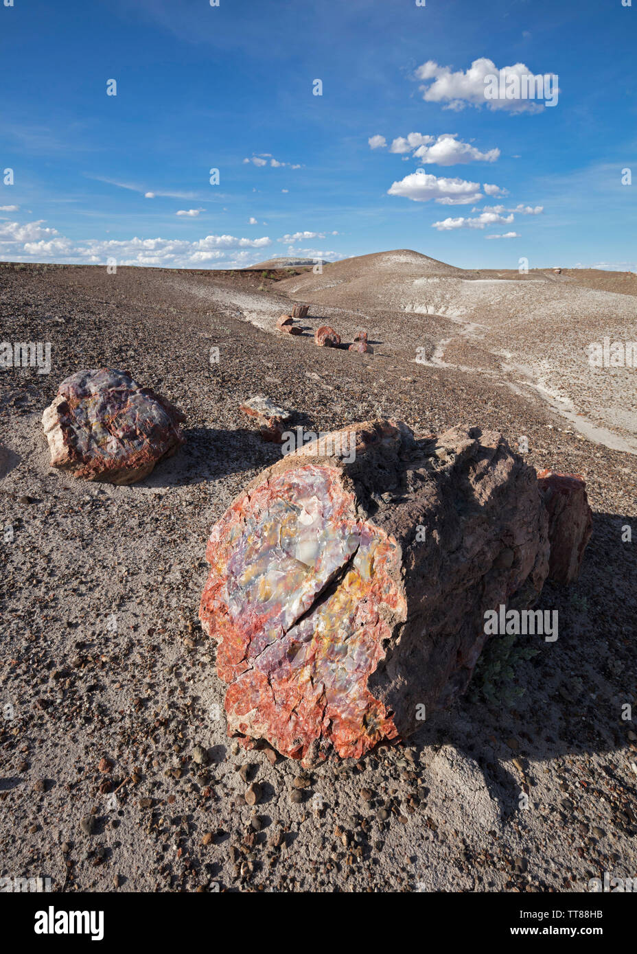 Il legno si è rivolta a pietra nel Deserto Dipinto. Foto Stock