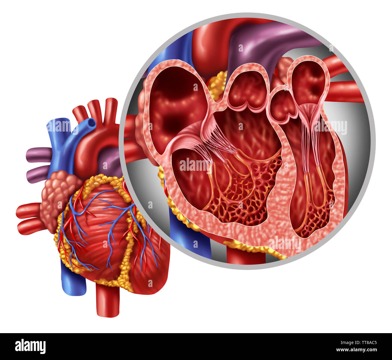 Cuore umano anatomia vicino il concetto di schema da un corpo sano isolato su uno sfondo bianco come un medico di cure sanitarie simbolo. Foto Stock