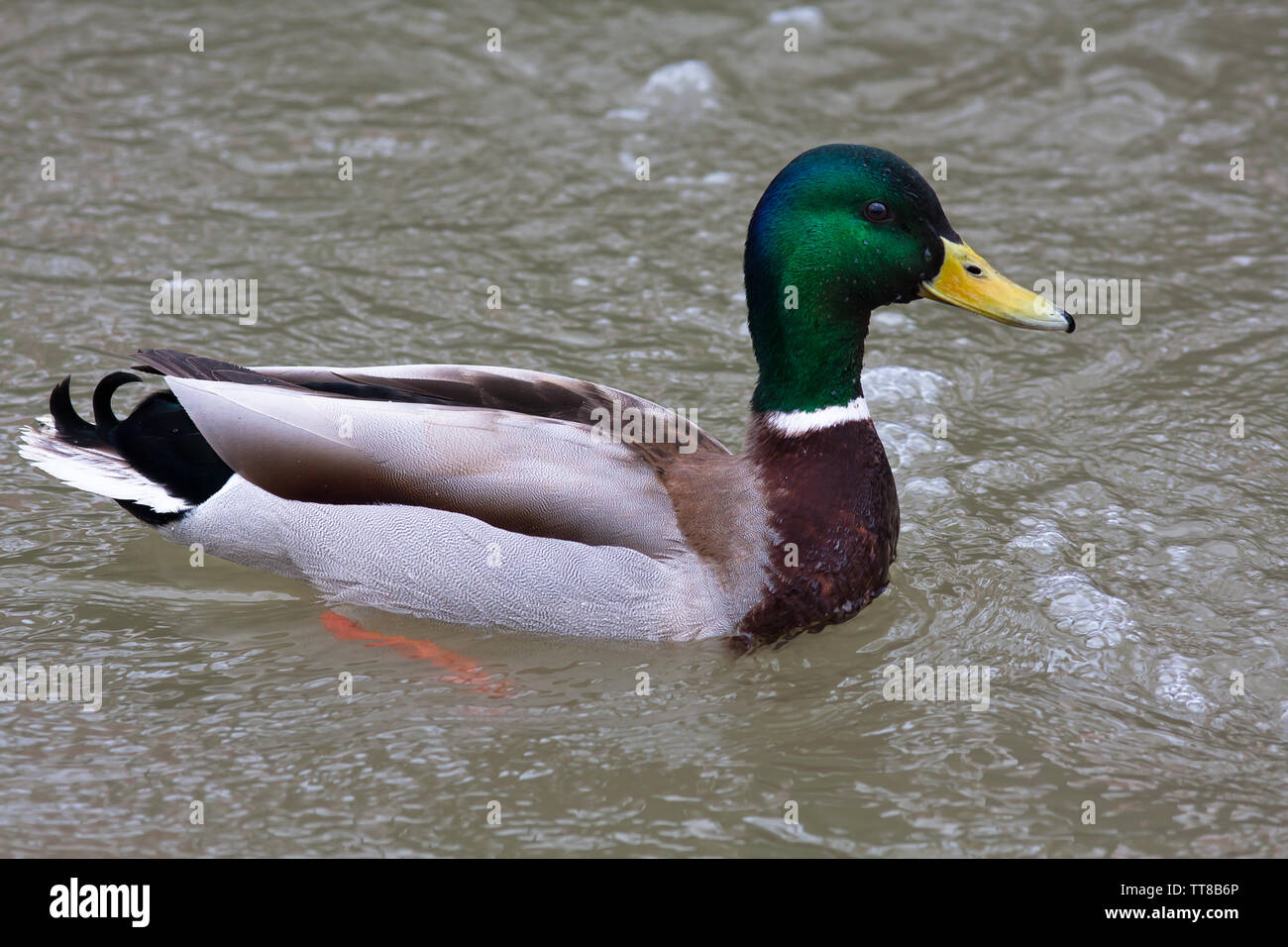 Drake di germano reale (Anas platyrhynchos) sull'acqua Foto Stock