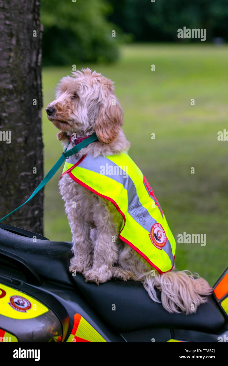 Labradoodle guida la raccolta fondi per NW Blood Bikes a Preston, Lancashire. Meteo Regno Unito Giugno, 2016. Emergency Riders Volunteers Lancs and Lakes al Leyland Festival. North West Blood Bikes Lancashire e Lakes forniscono un servizio di trasporto volontario fuori orario per i nostri ospedali locali NHS portando urgente e pronto soccorso forniture mediche. Credit; MWI/AlamyLiveNews Foto Stock