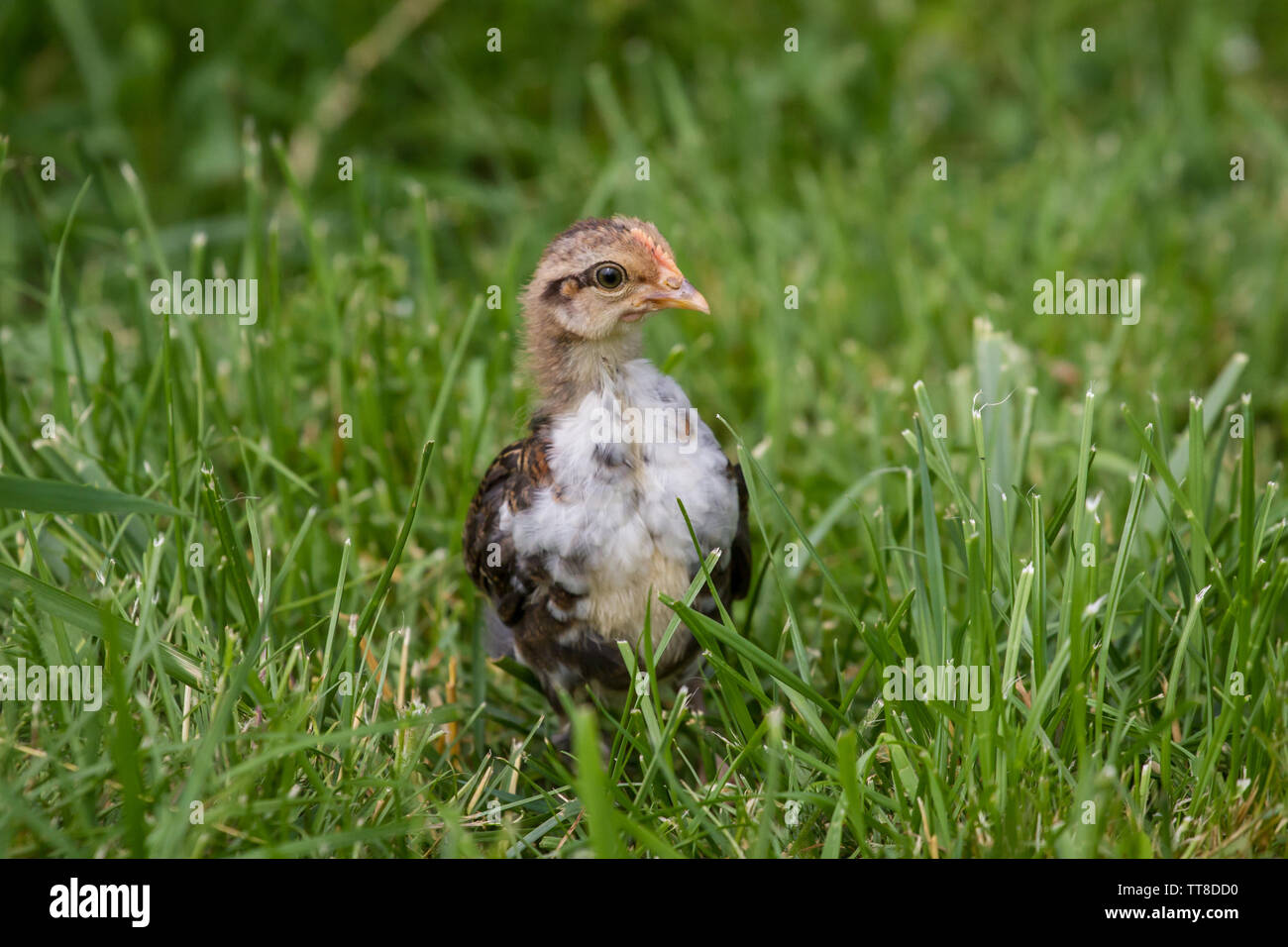 Stoapiperl/ Steinhendl neonata nel prato, una specie gravemente minacciate di razza di pollo da Austria, Europa Foto Stock