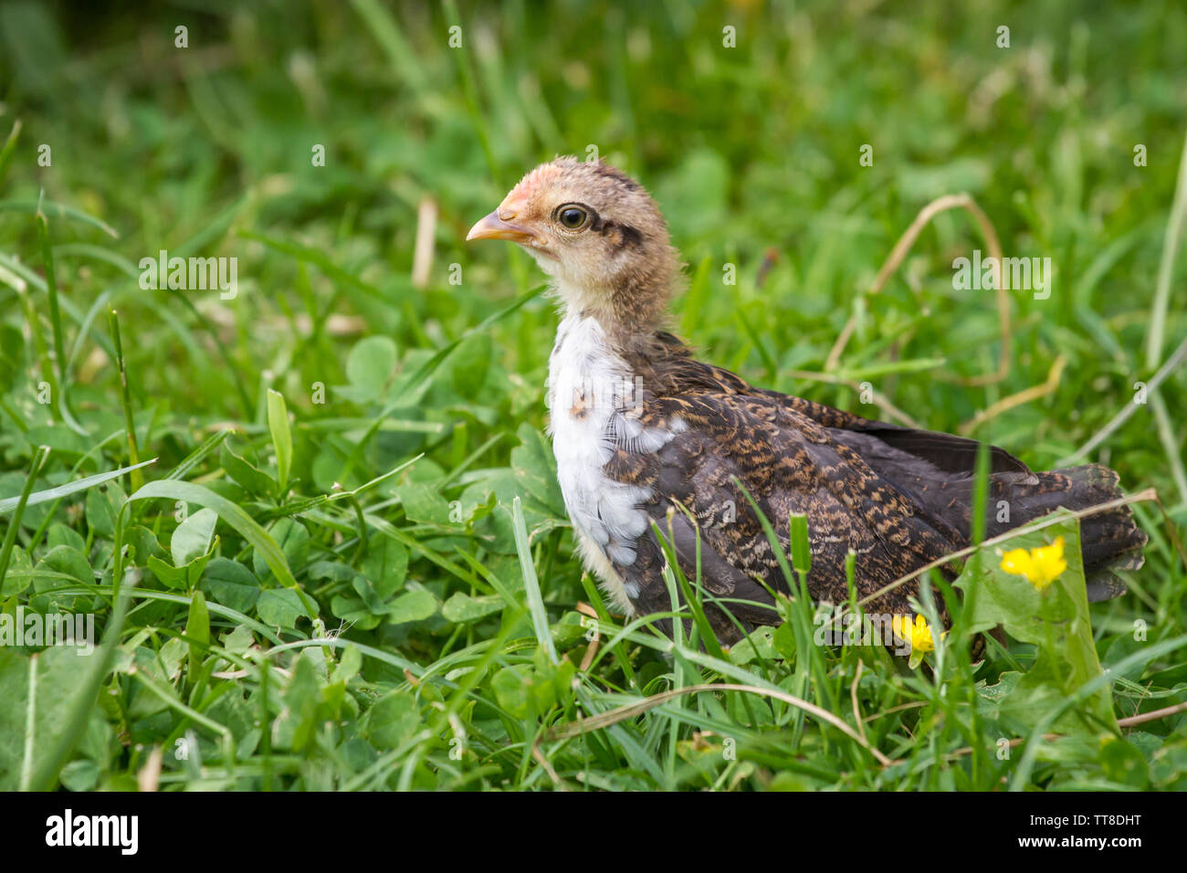 Stoapiperl/ Steinhendl neonata nel prato, una specie gravemente minacciate di razza di pollo da Austria, Europa Foto Stock